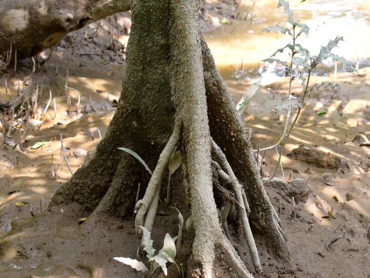 Oranje riviermangrove (Bruguiera sexangula)