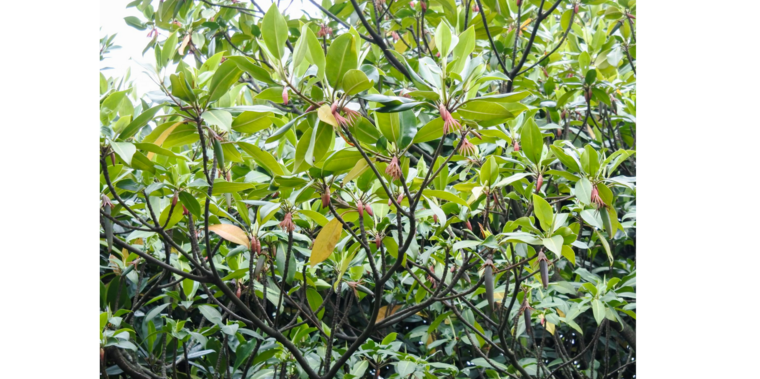 Oranje riviermangrove (Bruguiera sexangula)