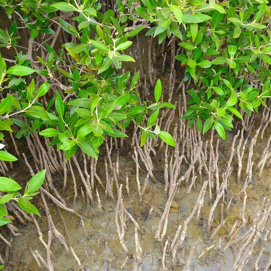 Grijze mangrove (Avicennia marina)
