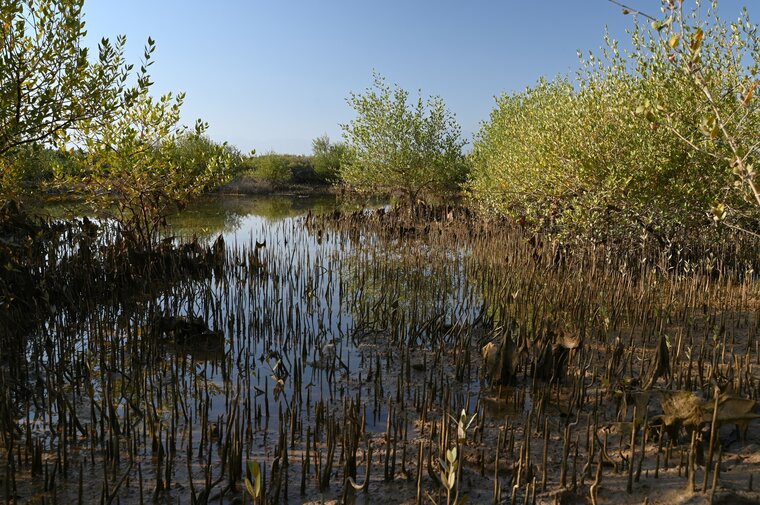 Grijze mangrove (Avicennia marina)