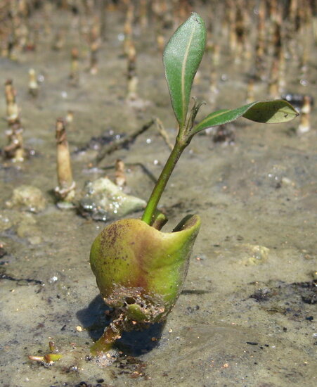 Grijze mangrove (Avicennia marina)