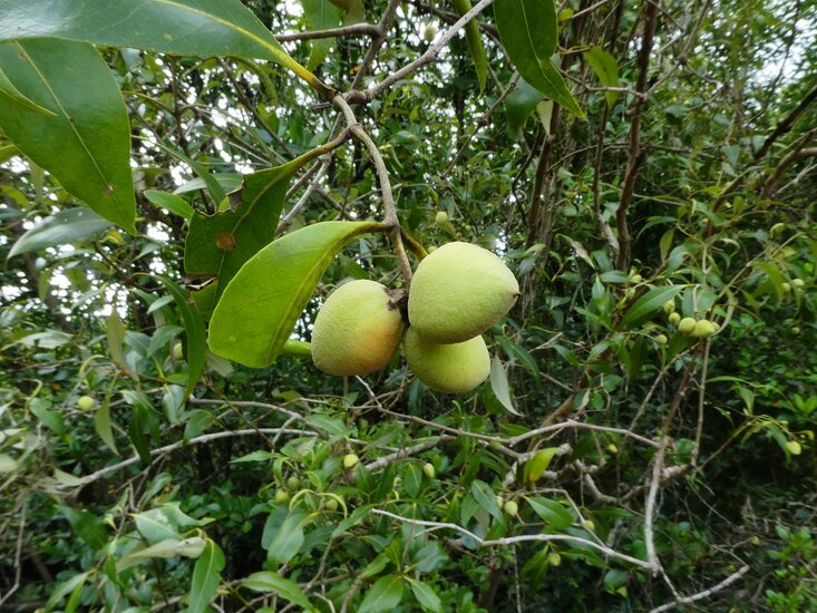 Grijze mangrove (Avicennia marina)