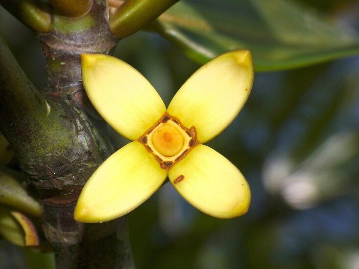 Steltenmangrove (Rhizophora apiculata)