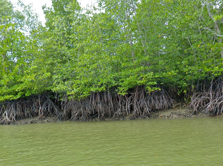 Steltenmangrove (Rhizophora apiculata)