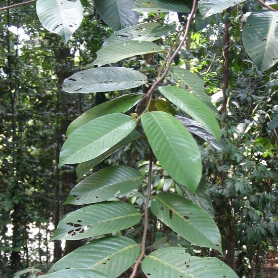 Lichtrode meranti (Rubroshorea leprosula)