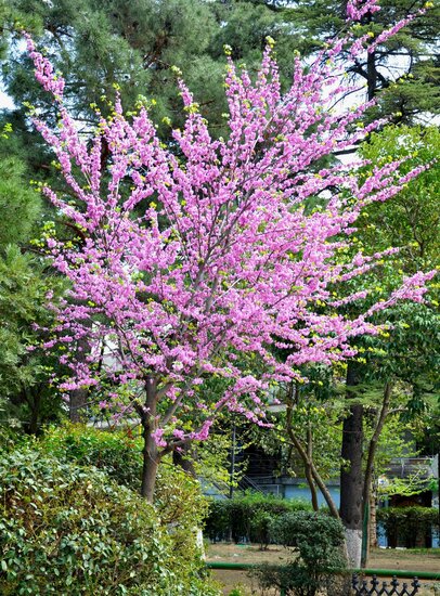 Judasboom (Cercis siliquastrum)