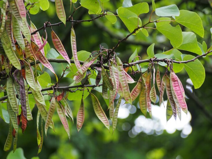 Judasboom (Cercis siliquastrum)