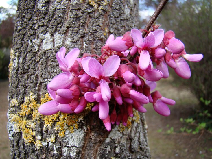 Judasboom (Cercis siliquastrum)