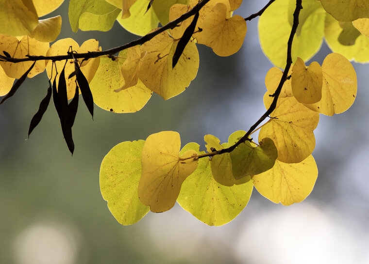 Judasboom (Cercis siliquastrum)