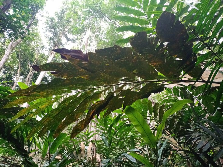 Rode gemberbloem (Etlingera coccinea)