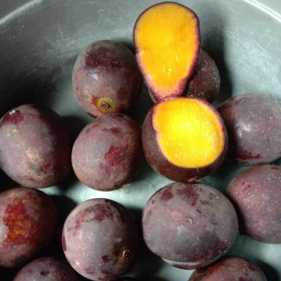 Asam kambang mango (Mangifera quadrifida)