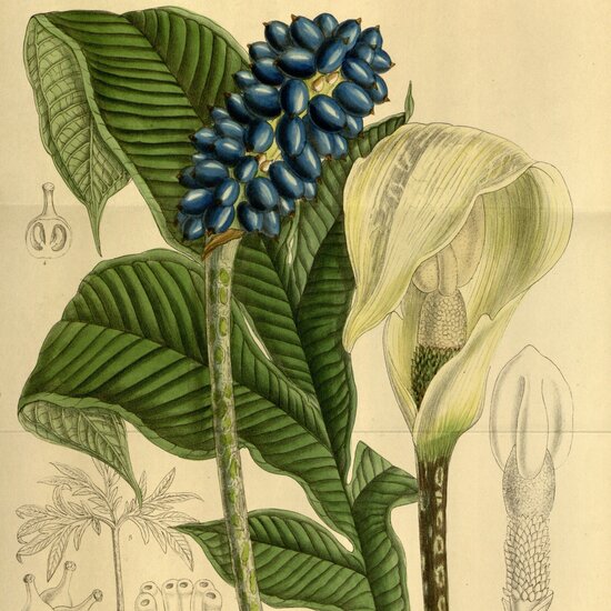 Aronskelk (Amorphophallus yunnanensis)