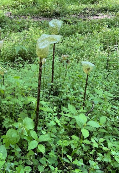 Aronskelk (Amorphophallus yunnanensis)