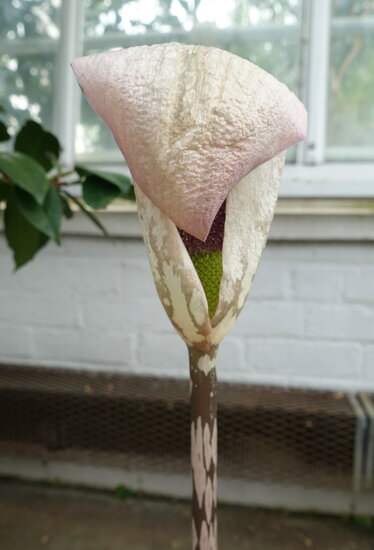 Aronskelk (Amorphophallus yunnanensis)