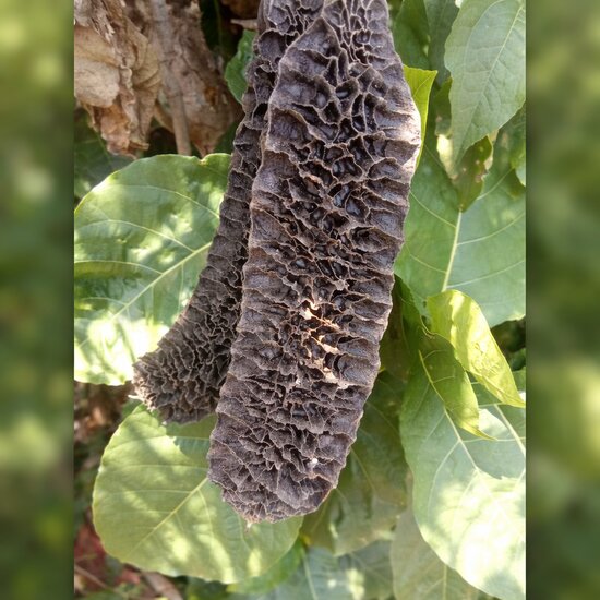 Netvormige fluweelboon (Mucuna reticulata)
