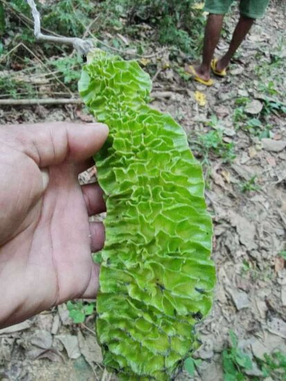 Netvormige fluweelboon (Mucuna reticulata)