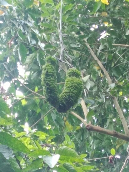 Netvormige fluweelboon (Mucuna reticulata)