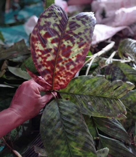 Gevlekte dwergpalm (Pinanga aristata)