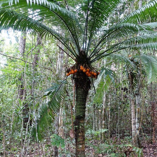 Palmvaren (Cycas scratchleyana)