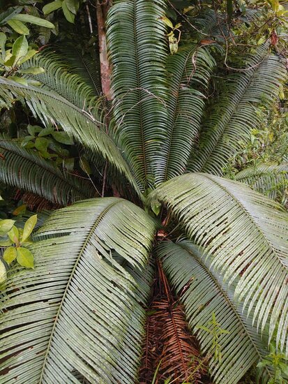 Palmvaren (Cycas scratchleyana)