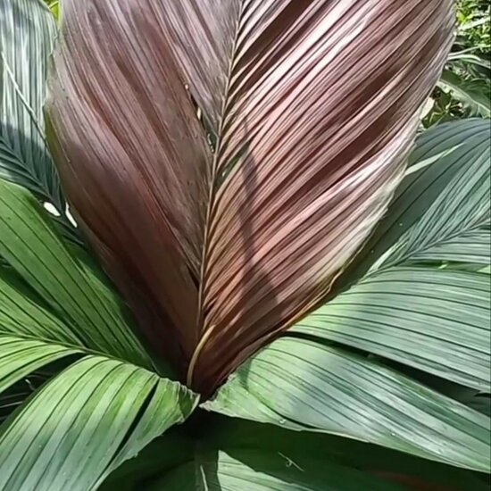 Tronokpalm (Iguanura wallichiana var. wallichiana)