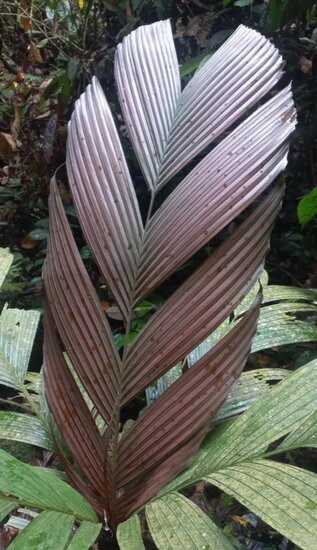 Tronokpalm (Iguanura wallichiana var. wallichiana)