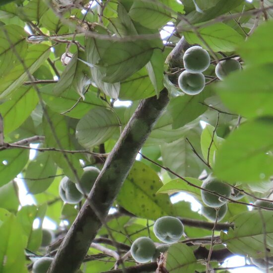 Benzo&euml;boom (Styrax benzoin)