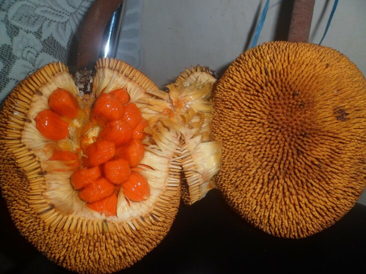 Entawak (Artocarpus anisophyllus)