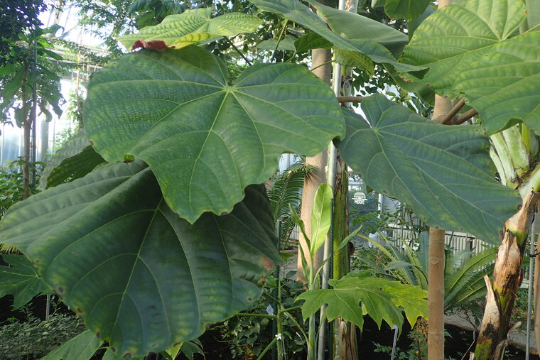 Chupa-Chupa (Matisia cordata)