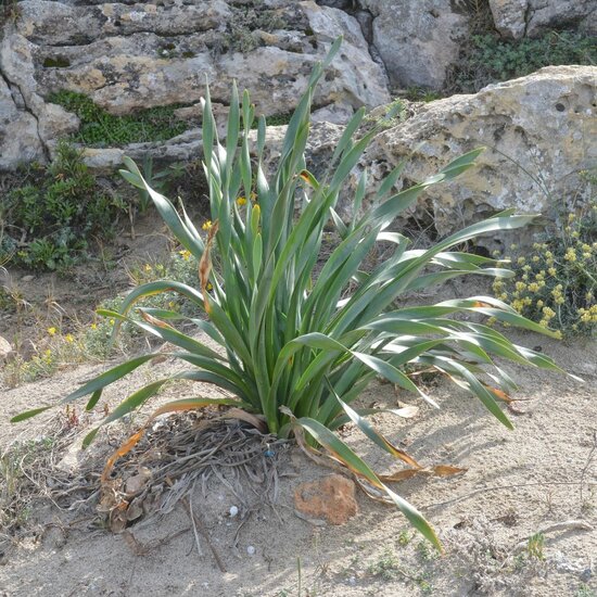 Zee-narcis (Pancratium maritimum)