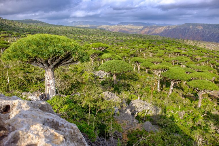 Socotra drakenbloedboom (Dracaena cinnabari)
