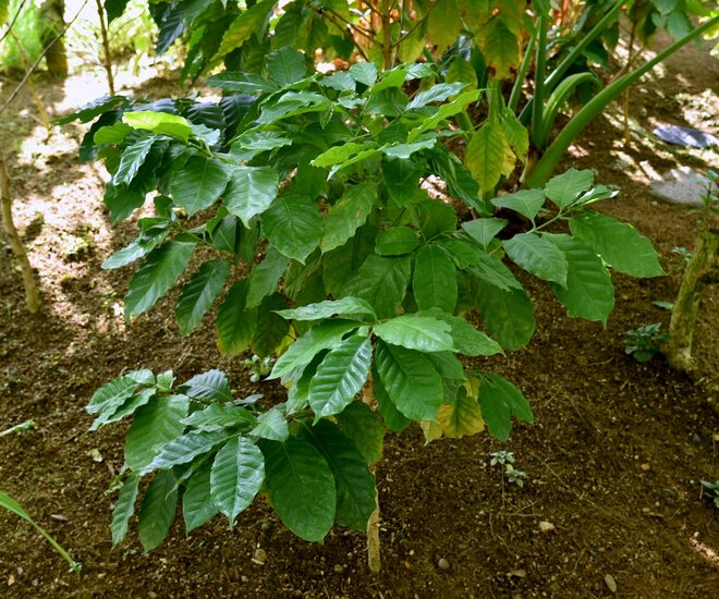 Catura koffie (Coffea arabica 'catura')