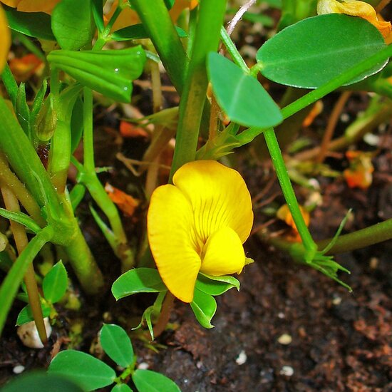 Zwarte pinda (Arachis hypogaea 'Black')