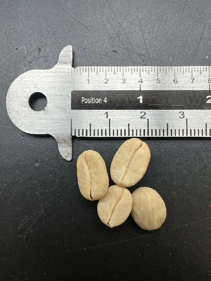 Catura koffie (Coffea arabica 'catura')