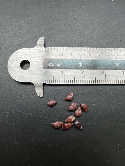 Gebakken-ei-boom (Oncoba spinosa)