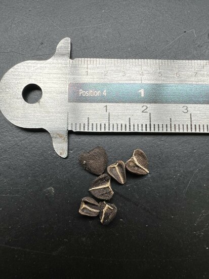 Portugese pijpbloem (Aristolochia baetica)