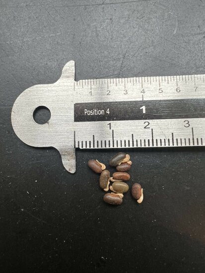 Zwarte koraalboon (Kennedia nigricans)