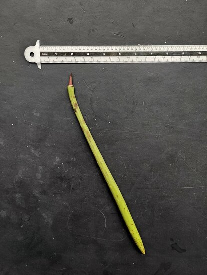 Steltenmangrove (Rhizophora apiculata)