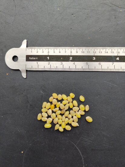 Chileense trompetbloem (Lapageria rosea)