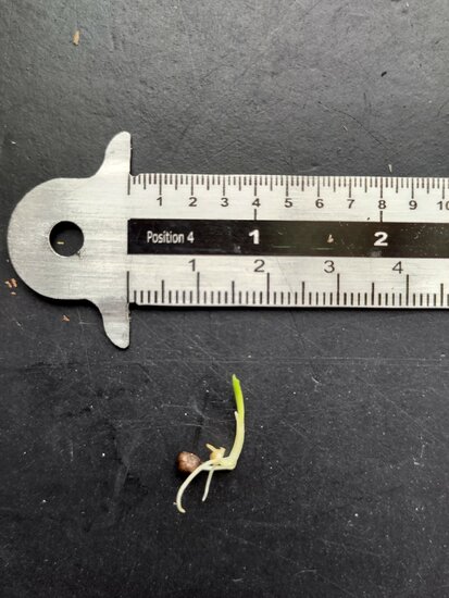 Rode gemberbloem (Etlingera coccinea)