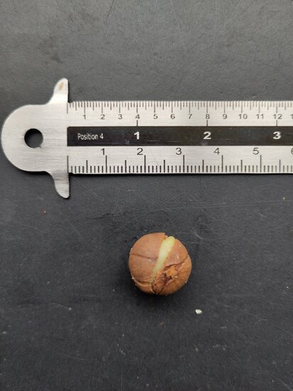 Benzo&euml;boom (Styrax benzoin)