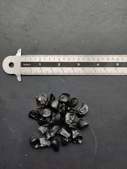 Zee-narcis (Pancratium maritimum)