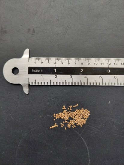 Laaglandvijg (Ficus brusii)