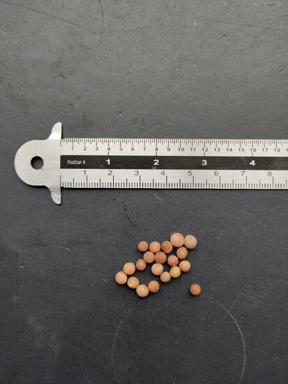 Socotra drakenbloedboom (Dracaena cinnabari)