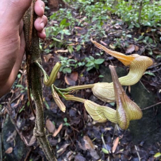 Pijpbloem (Aristolochia decandra)
