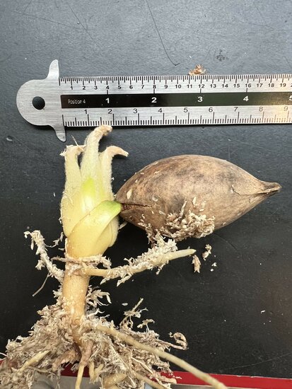 Palmvaren (Cycas edentata)