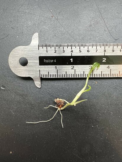 Moerastaro (Cyrtosperma hayii)