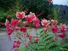 Roze pauwenbloem (Caesalpinia pulcherrima &#039;Rosea&#039;)