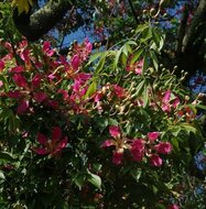 Zijdeboom (Ceiba speciosa)