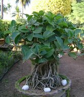 Wurgvijg (Ficus benghalensis)